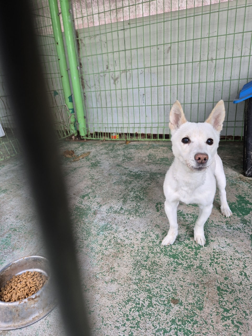 봉화군유기동물보호소_447524202500026