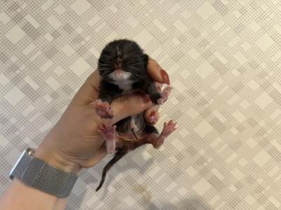 (사)동부동물보호협회_426331202500040