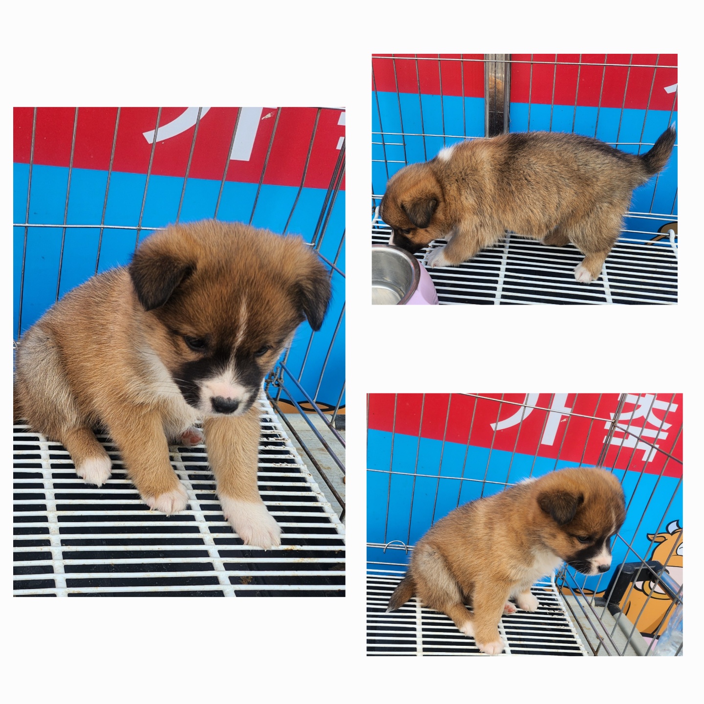 종합축산_447512202500283