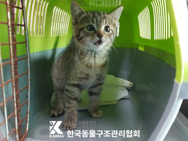 종료(입양) 한국 …