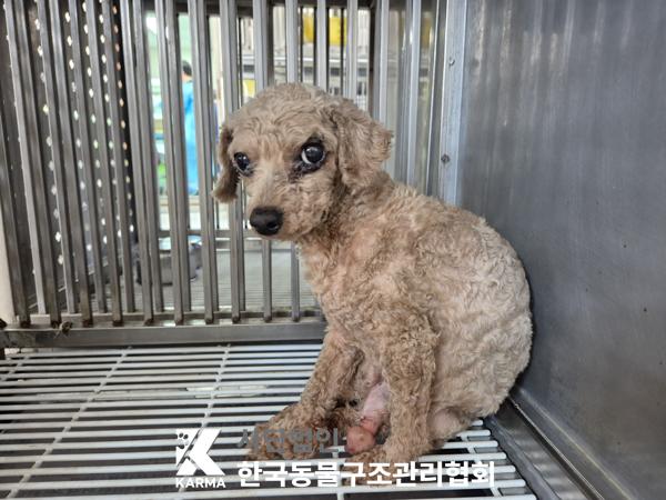 종료(자연사) 푸들…
