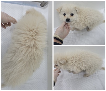논산시 동물보호센터_444454202500481