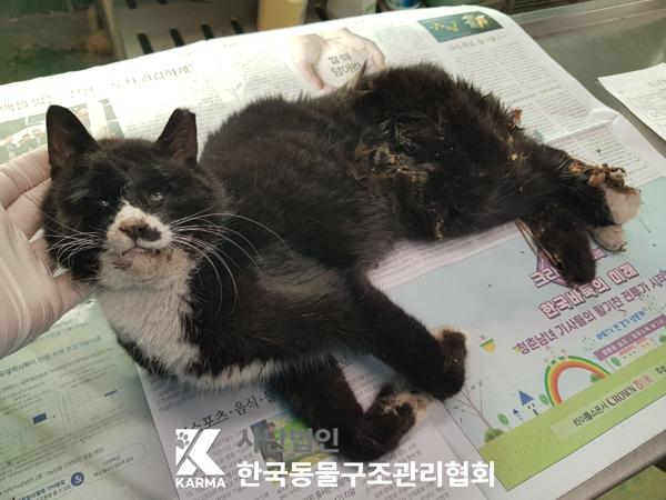 한국동물구조관리협회_411315202500231