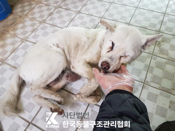 한국동물구조관리협회_441409202500477