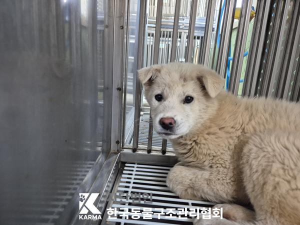 한국동물구조관리협회_441409202500475