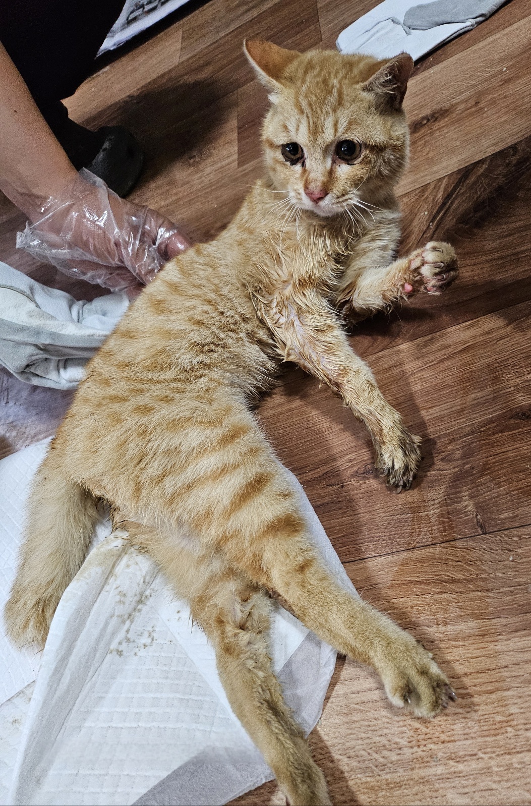 울산유기동물보호센터_431373202500404