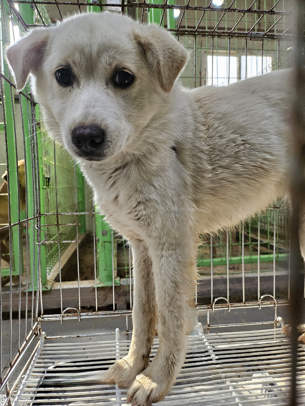 울산유기동물보호센터_431373202500403