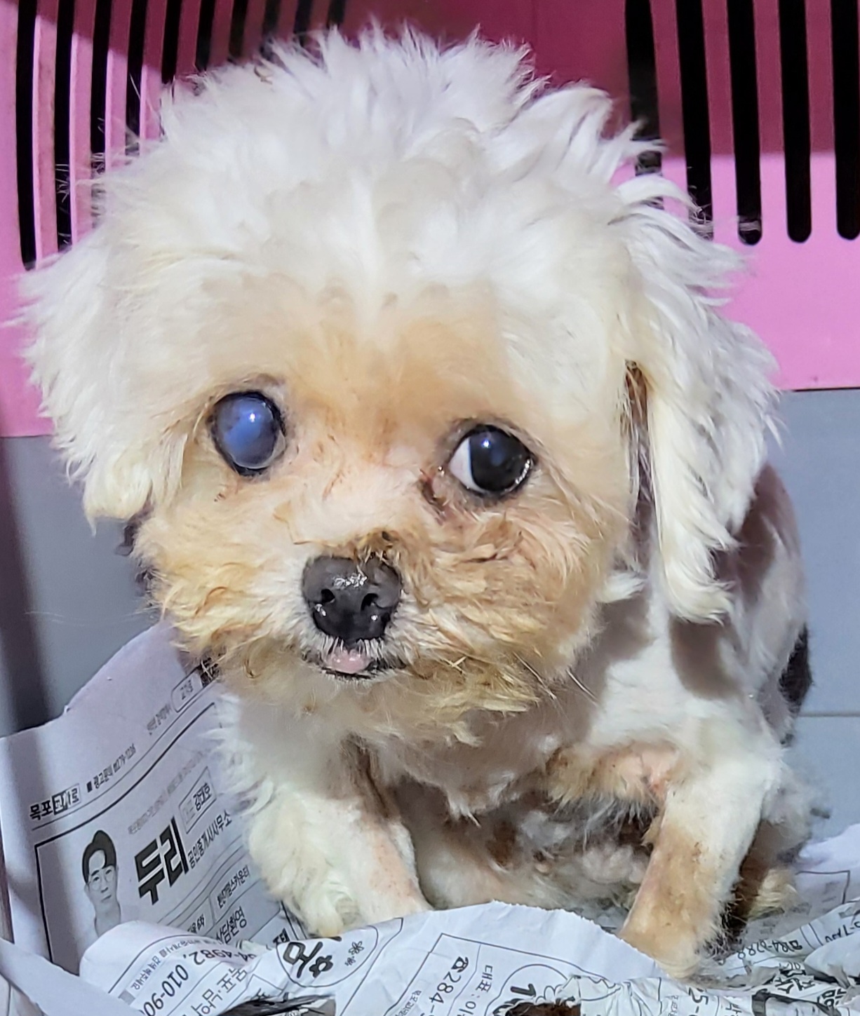 목포시유기동물보호소_446480202500287