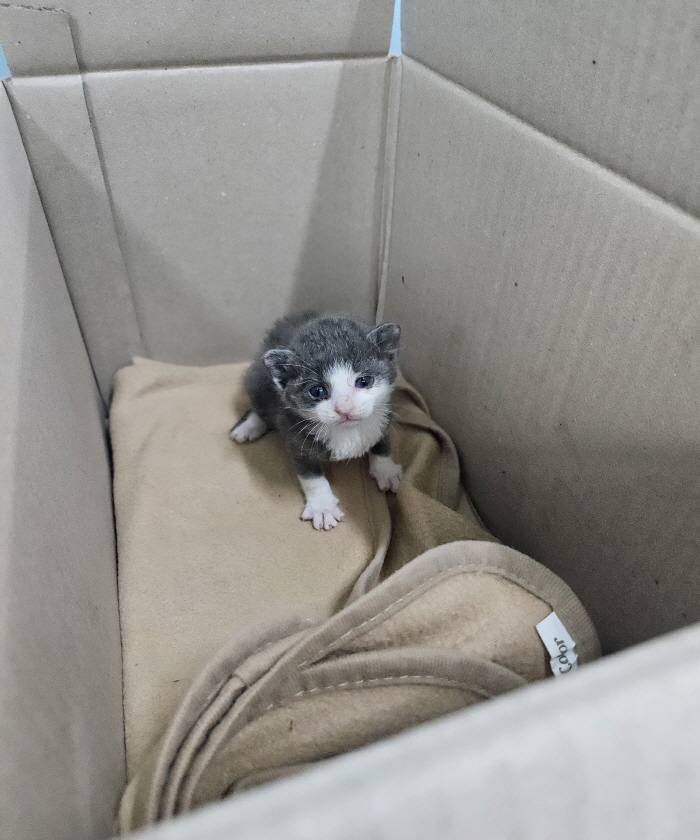 익산유기동물보호소_445468202500834