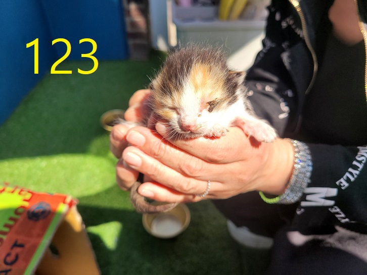 보호중 한국 고양이…