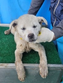 제주 동물보호센터_450650202500809