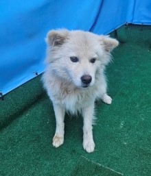 제주 동물보호센터_450650202500811