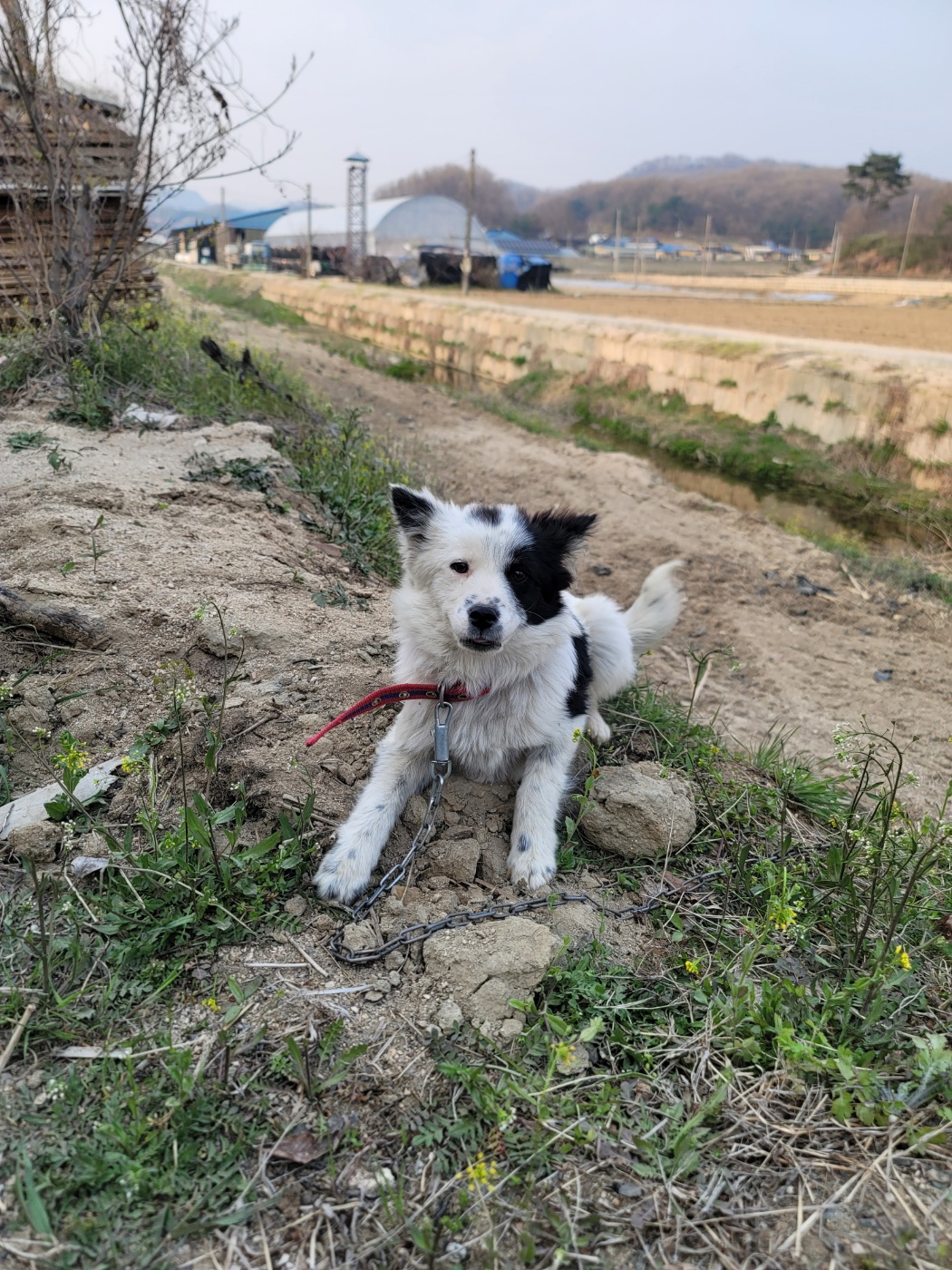 가정견훈련소_443557202500037
