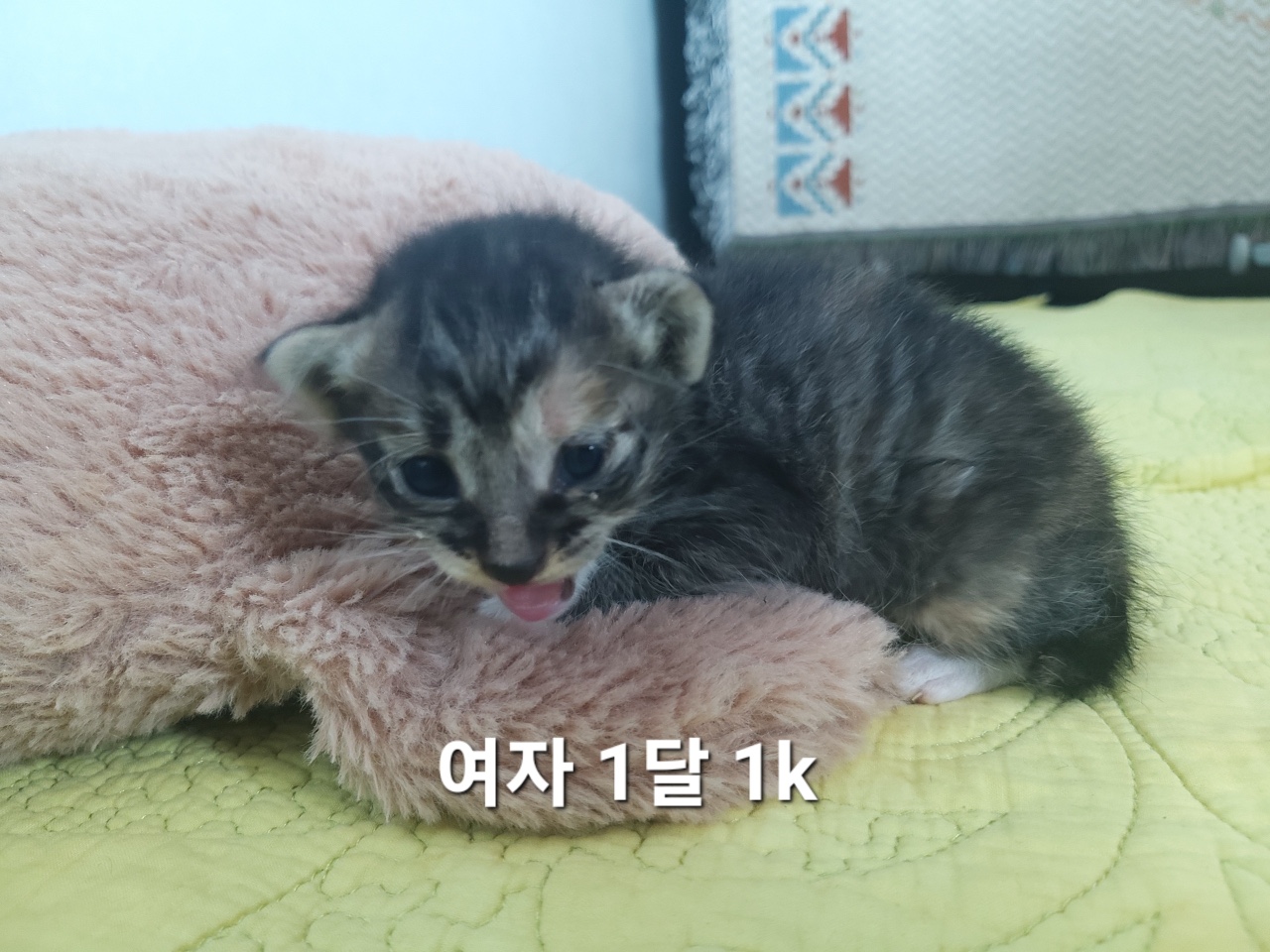 종료(입양) 한국 …
