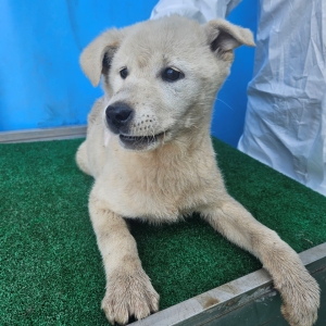 제주 동물보호센터_450650202500810
