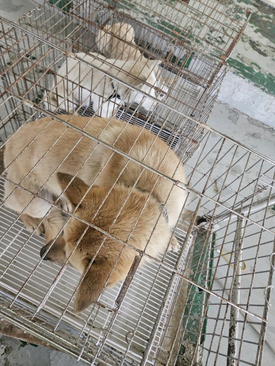 (사)동물보호관리협회_448535202500457