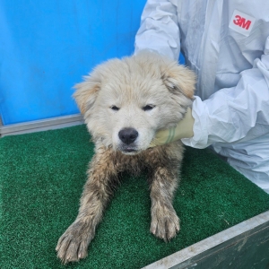 제주 동물보호센터_450650202500808