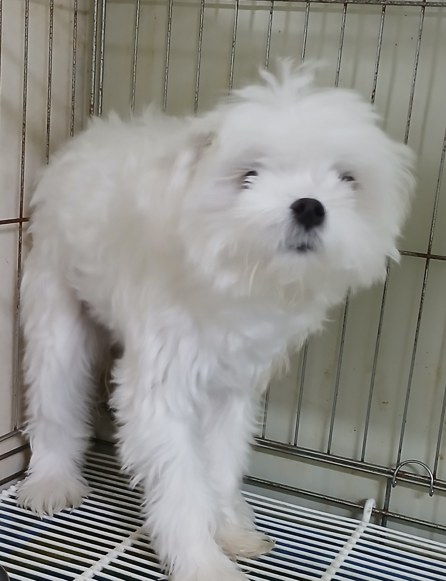 대구유기동물보호협회_427344202500081