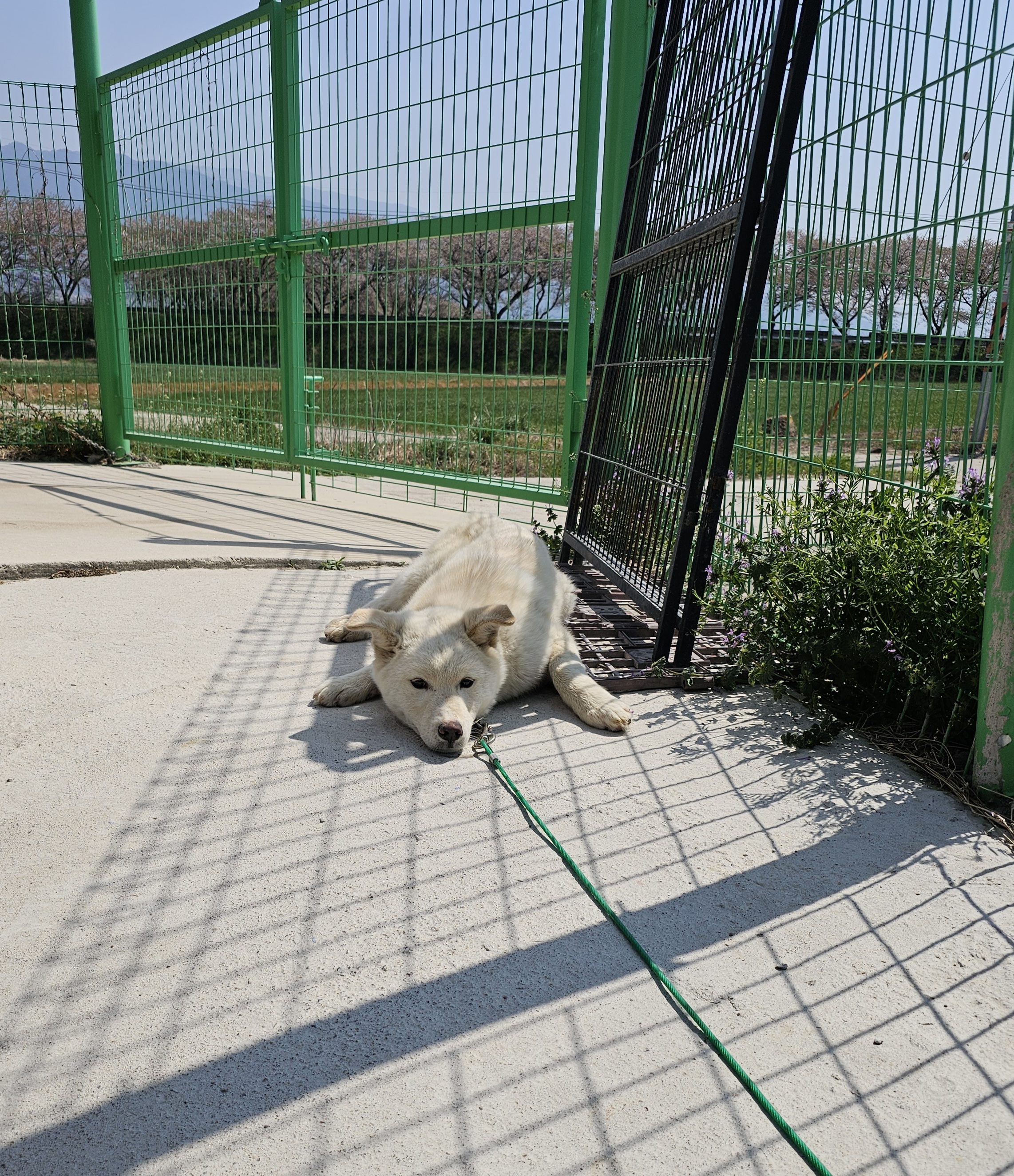 구례군동물보호센터_446487202500060