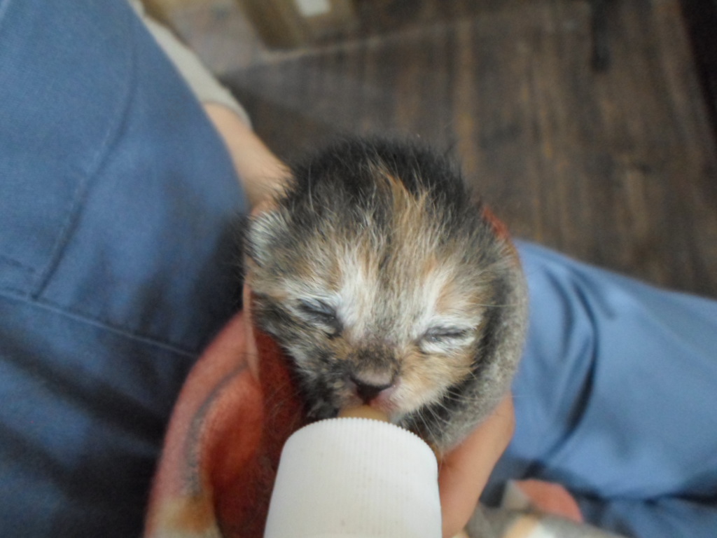 [고양이] 한국 고양이 서울-동작-2025-00037 유기동물 배경 이미지 입니다.