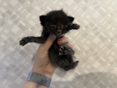 (사)동부동물보호협회_426331202500046