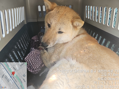 대전동물보호센터_430365202500092