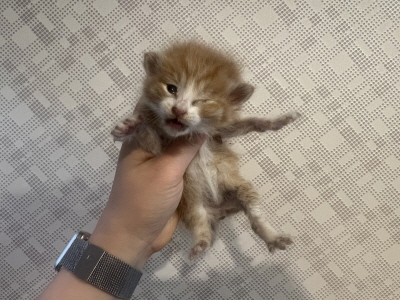 (사)동부동물보호협회_426331202500044