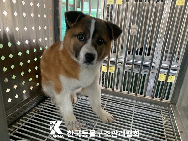 종료(입양) 믹스견…