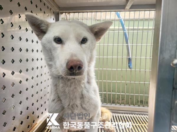 한국동물구조관리협회_441409202500480