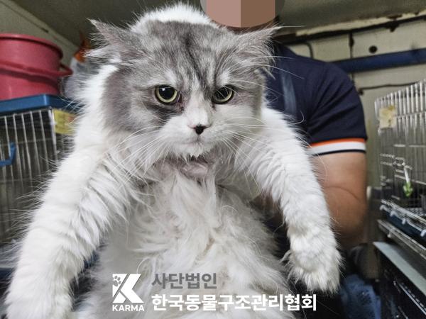 [고양이] 노르웨이 숲 서울-서초-2025-00020 유기동물 배경 이미지 입니다.