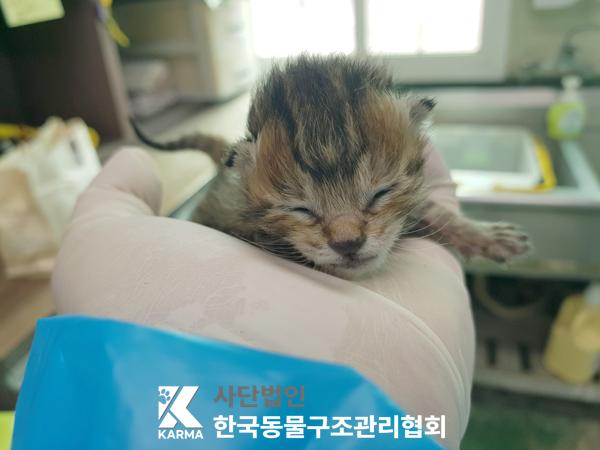 한국동물구조관리협회_411316202500190