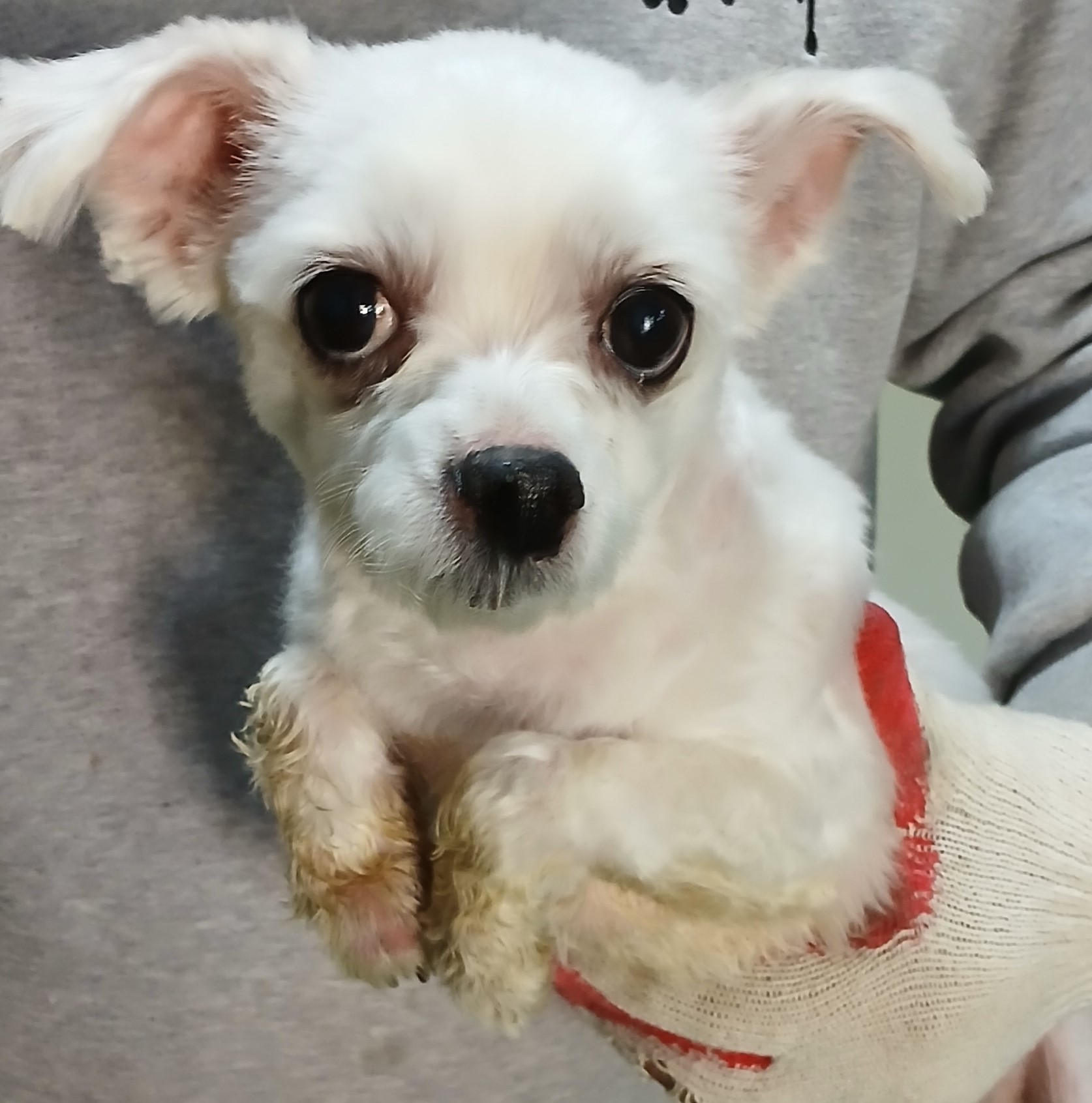 대구유기동물보호협회_427347202500247