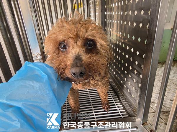 한국동물구조관리협회_441398202500202
