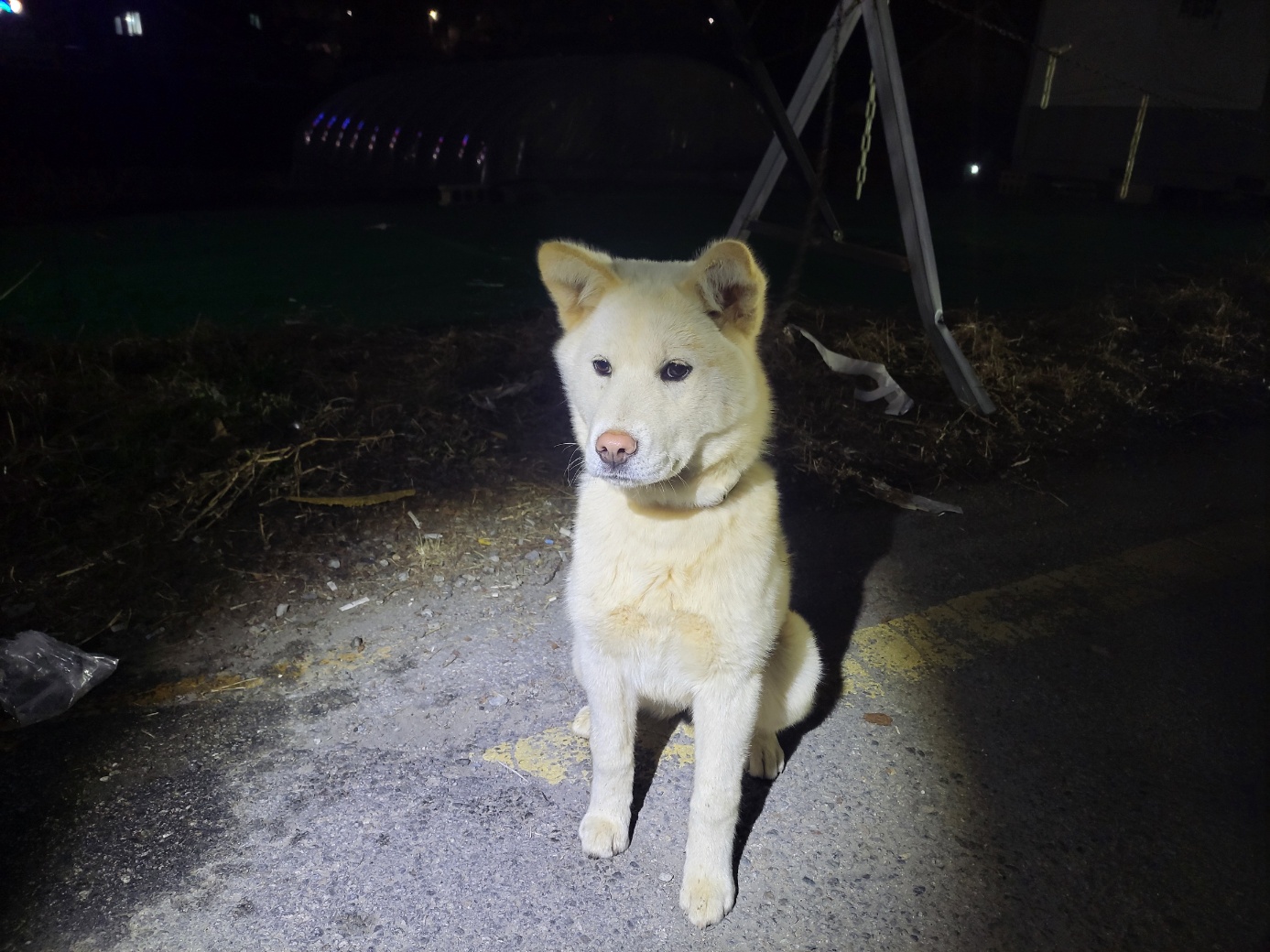 고양시동물보호센터_441394202500661