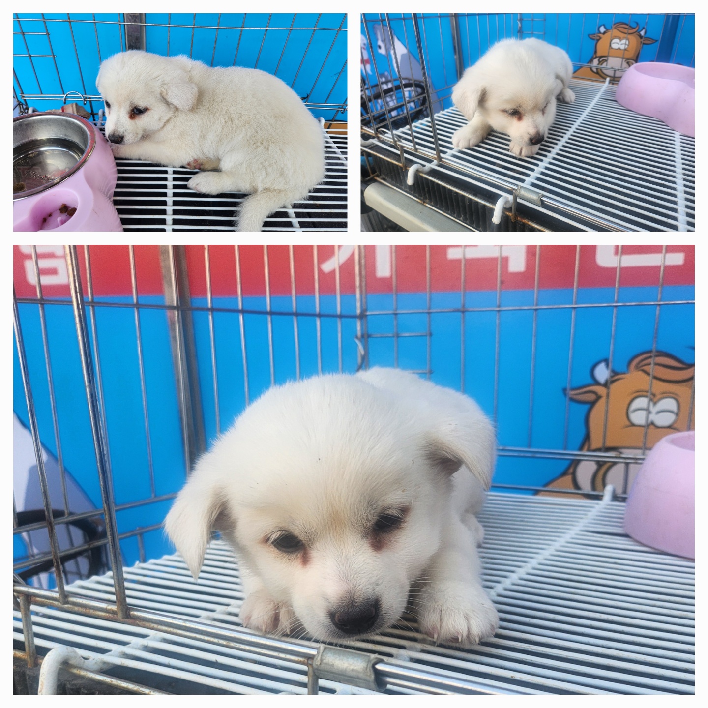 종합축산_447512202500287