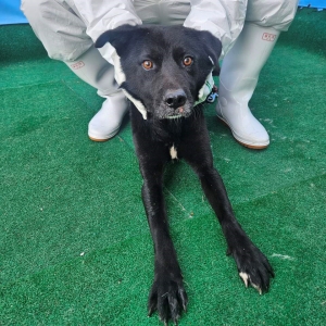 제주 동물보호센터_450650202500815