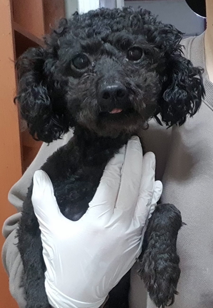 인천광역시수의사회_428351202500172