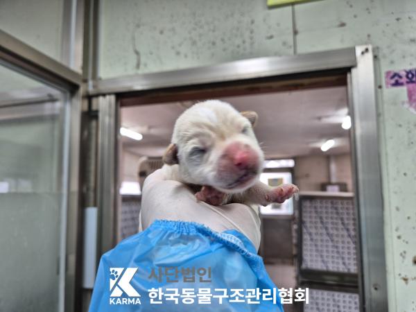한국동물구조관리협회_441409202500485