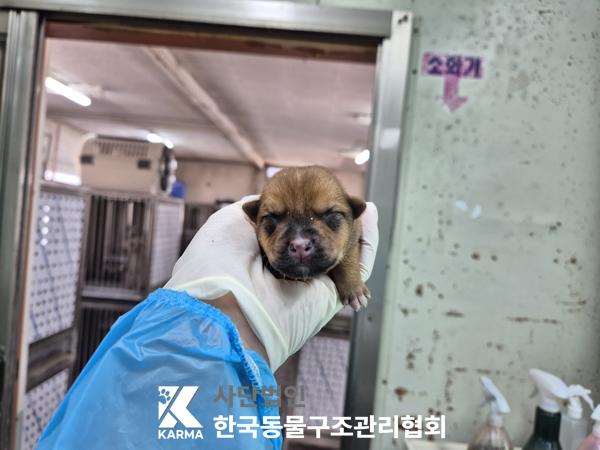 한국동물구조관리협회_441409202500483
