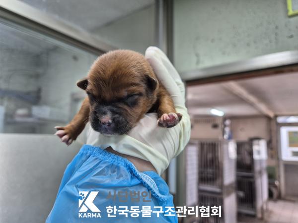한국동물구조관리협회_441409202500482