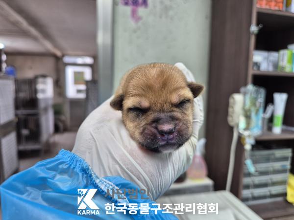 종료(자연사) 믹스…