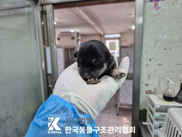 한국동물구조관리협회_441409202500481