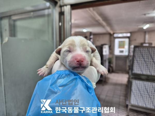 한국동물구조관리협회_441409202500484