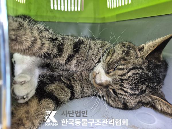 한국동물구조관리협회_411310202500248