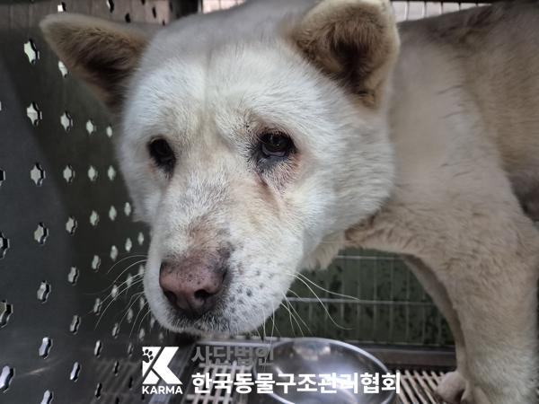 한국동물구조관리협회_441409202500488