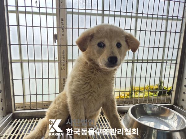 한국동물구조관리협회_441409202500487
