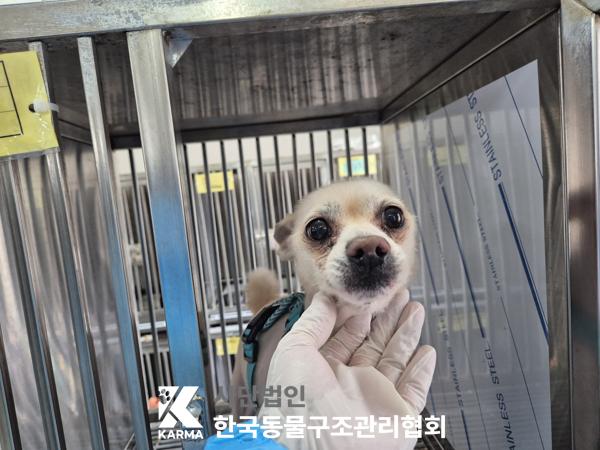 한국동물구조관리협회_411315202500245