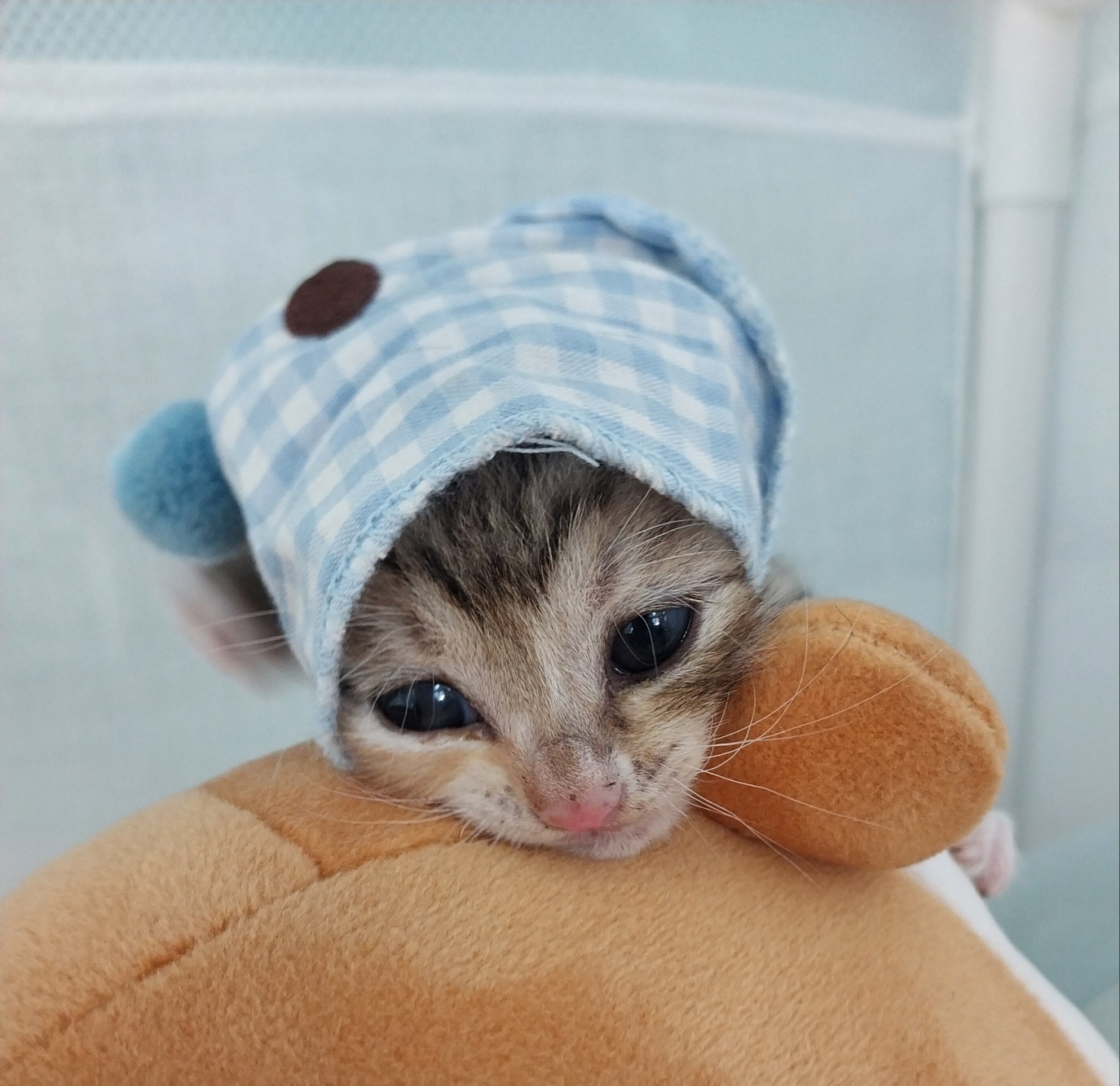 [고양이] 한국 고양이 경남-거제-2025-00123 유기동물 배경 이미지 입니다.