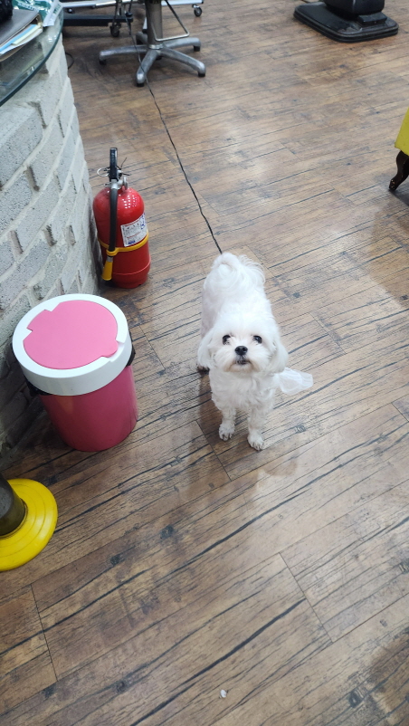 익산유기동물보호소_445468202500866