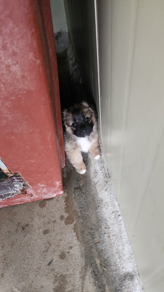 익산유기동물보호소_445468202500874